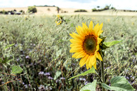 Sun Flower 001